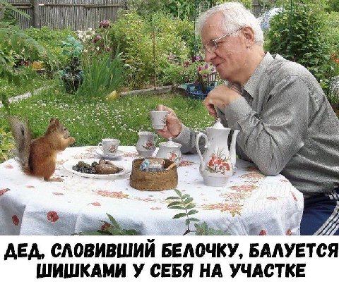 uty A. or an 3 A ДЕД, СЛОВИВШИЙ БЕЛОЧКУ, BAAYETCA ШИШКАМИ У СЕБЯ НА УЧАСТКЕ