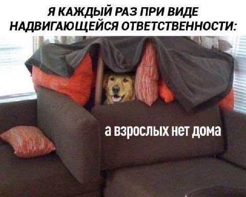 Я КАЖДЫЙ РАЗ ПРИ ВИДЕ НАДВИГАЮЩЕЙСЯ ОТВЕТСТВЕННОСТИ: авзрослых нет дома