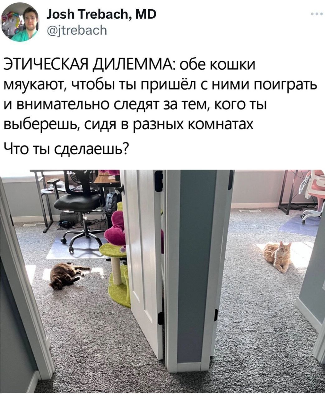 Josh Trebach, @jtrebach ЭТИЧЕСКАЯ ДИЛЕММА: обе кошки мяукают, чтобы ты пришёл с ними поиграть и внимательно следят за тем, кого ты выберешь, сидя в разных комнатах Что ты сделаешь? 7 7