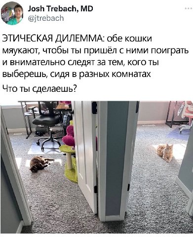 Josh Trebach, @jtrebach ЭТИЧЕСКАЯ ДИЛЕММА: обе кошки мяукают, чтобы ты пришёл с ними поиграть и внимательно следят за тем, кого ты выберешь, сидя в разных комнатах Что ты сделаешь? 7 7