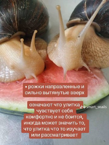 рожки направленные и сильно вытянутые вверх означают что улитка @smart_snails чувствует себя комфортно и не боится, иногда может значить то, что улитка что то изучает или рассматривает