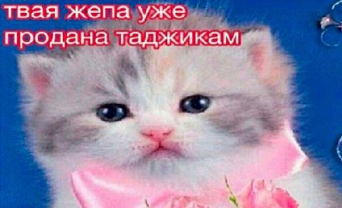 твая жепа уже продана таджикам