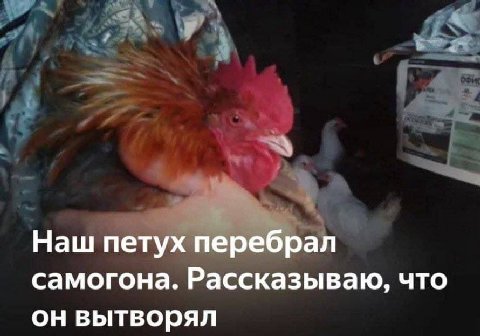 Наш петух перебрал самогона. Рассказываю, что он вытворял