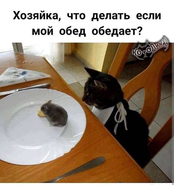 Хозяика, что делать если мой обед обедает?