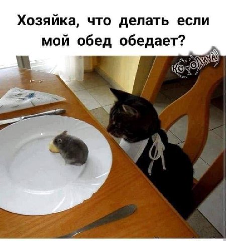 Хозяика, что делать если мой обед обедает?