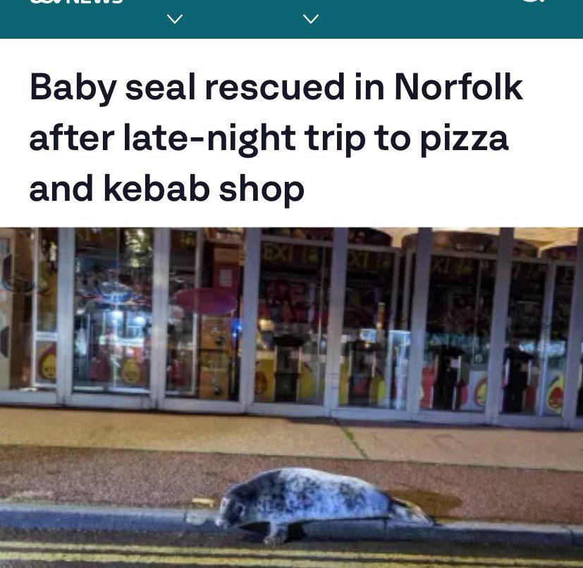 Baby seal rescued in Norfolk after late-night trip to pizza and kebab shop