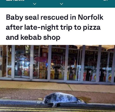 Baby seal rescued in Norfolk after late-night trip to pizza and kebab shop