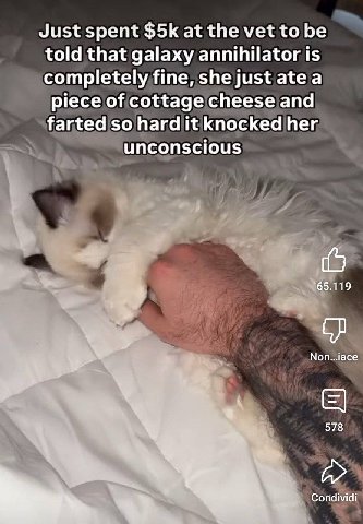 Just spent at the vet to told that galaxy annihilator 1$ completely fine, she just ate a piece of cottage cheese and farted so hard it knocked her unconscious Non...iace 578 К Condividi
