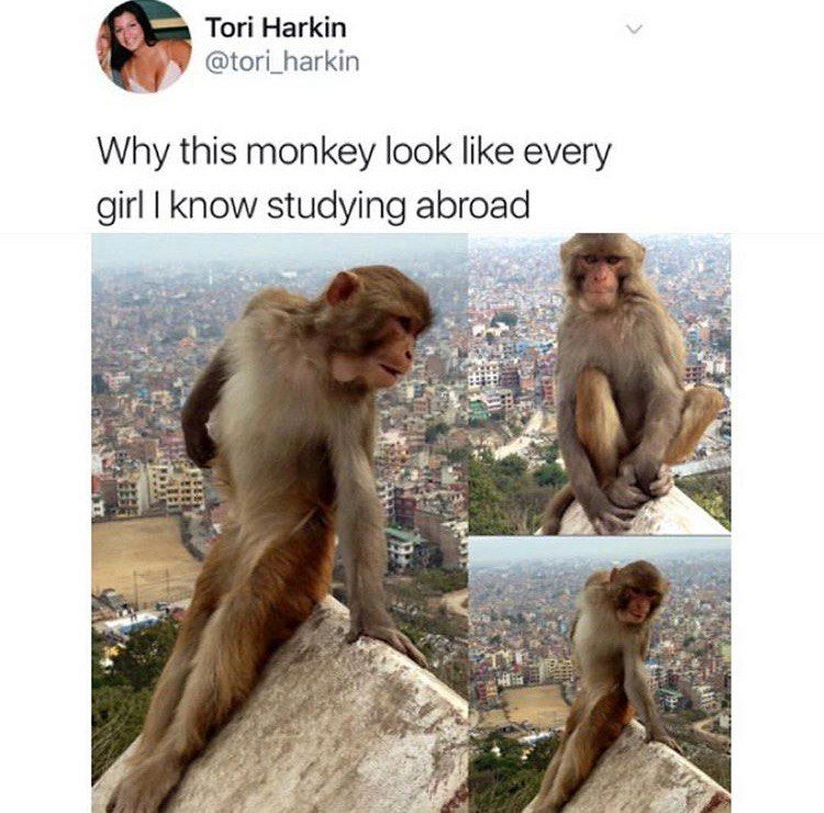Tori Harkin @tori_harkin Why this monkey look like every girl studying abroad 4 9