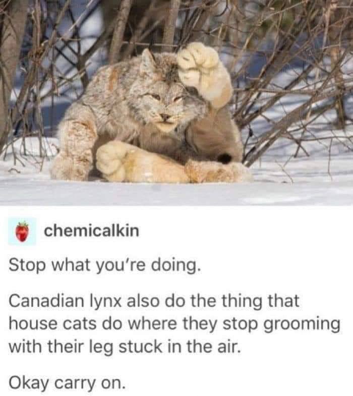 у 4 chemicalkin Stop what you’re doing. Canadian lynx also the thing that house cats where they stop grooming with their leg stuck in the air. Okay carry on.