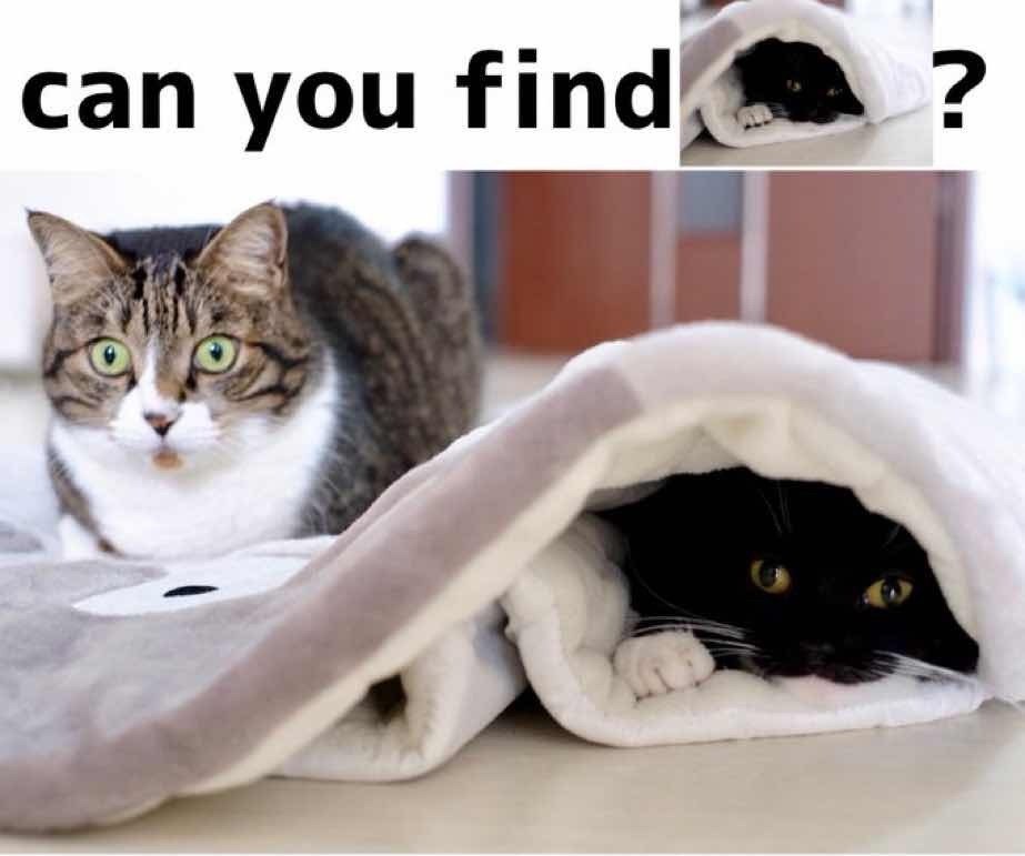 can you