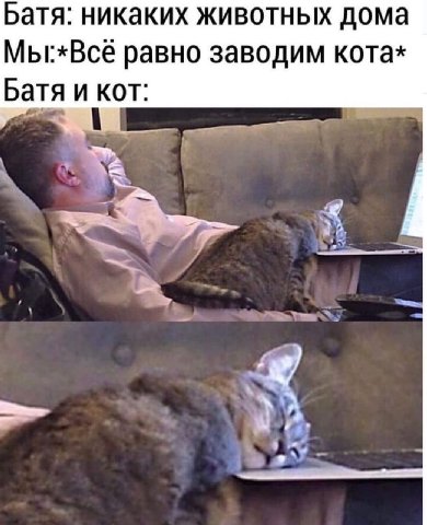 Батя: никаких животных дома Мы:*Всё равно заводим кота* Батя и кот:
