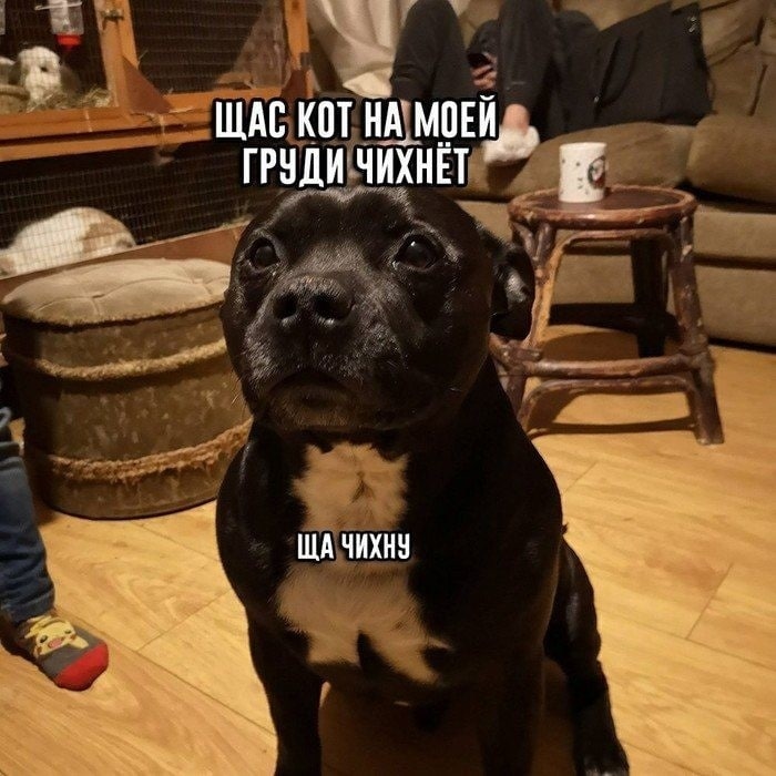 ЩАС KOT MOE ГРУДИ ЧИХНЕТ ЧИХНУ