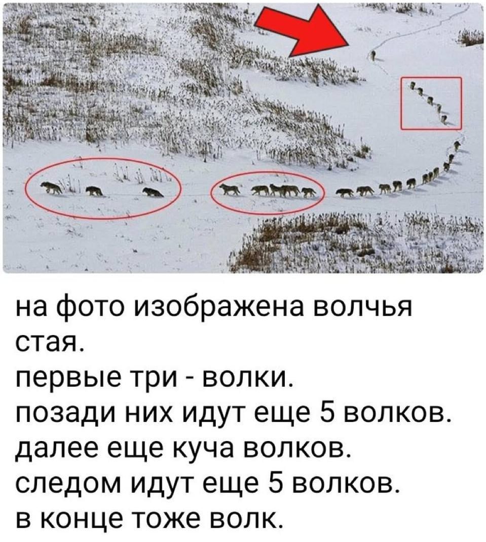 на фото изображена волчья стая. первые три волки. позади них идут еще 5 волков. далее еще куча волков. следом идут еще 5 волков. в конце тоже волк.