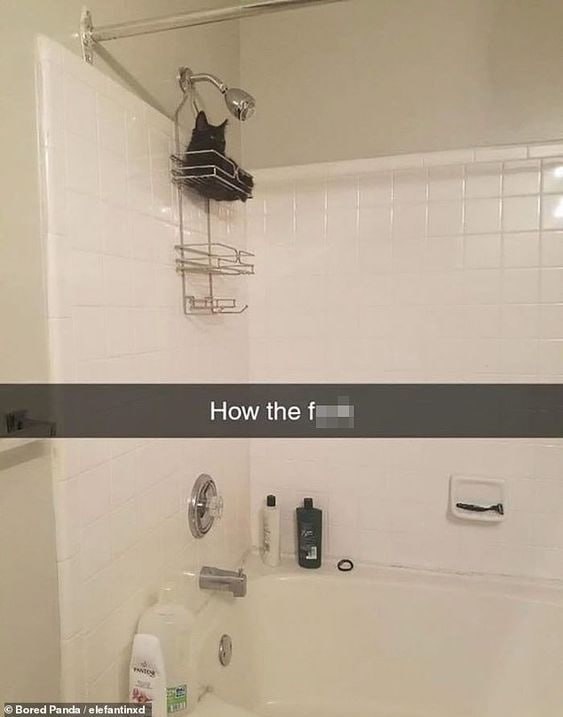 How the Bored Panda