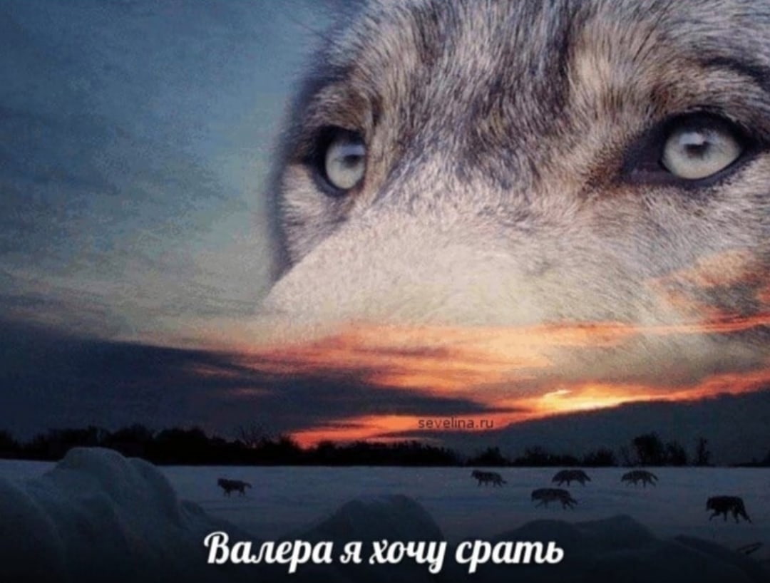 я хочу срать