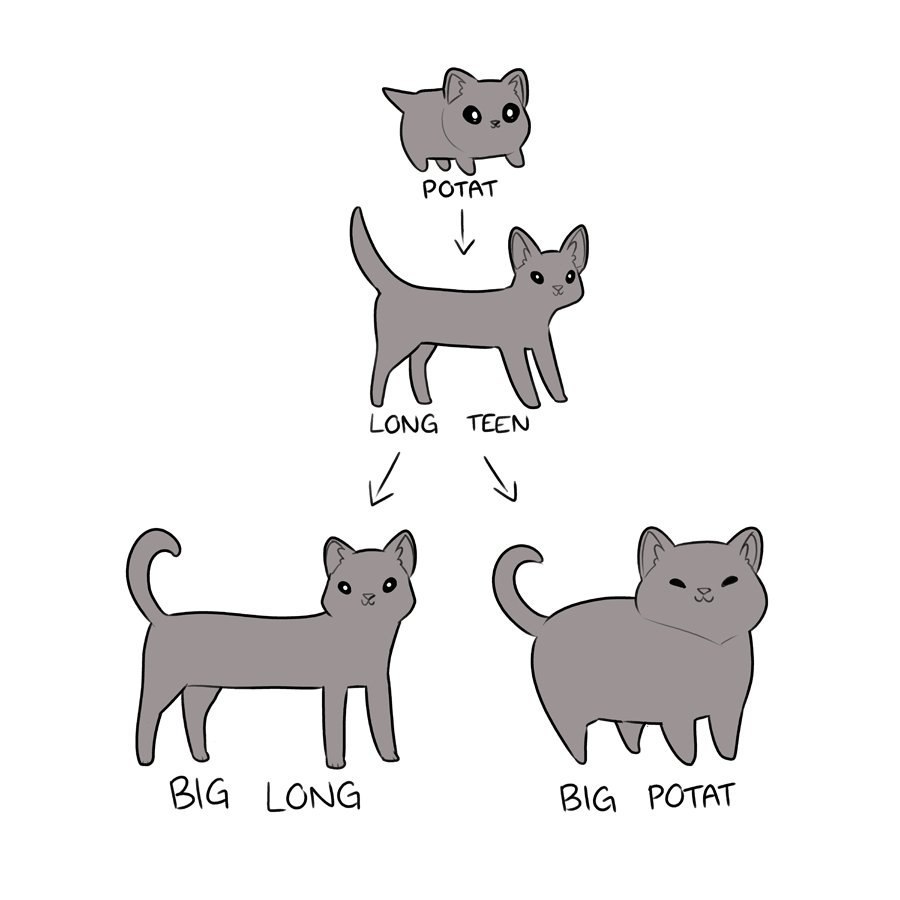 POTAT LONG TEEN irk BIG LONG BIG