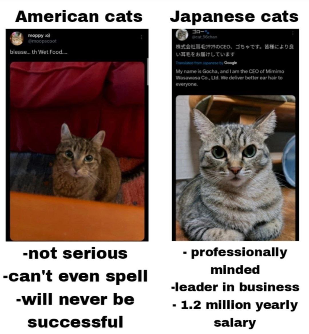American cats Japanese cats -not serious professionally minded -can't even spell -leader in business -will never be 1.2 million yearly successful salary