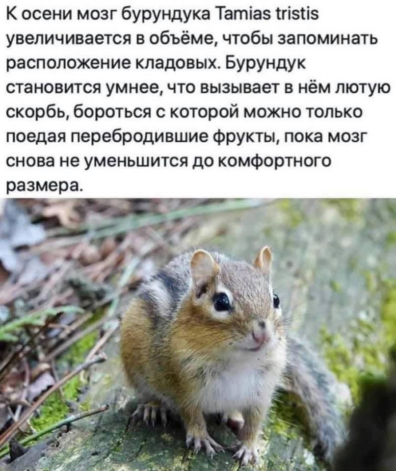 К осени мозг бурундука Tamias tristis увеличивается в объёме, чтобы запоминать расположение кладовых. Бурундук становится умнее, что вызывает в нём лютую скорбь, бороться с которой можно только поедая