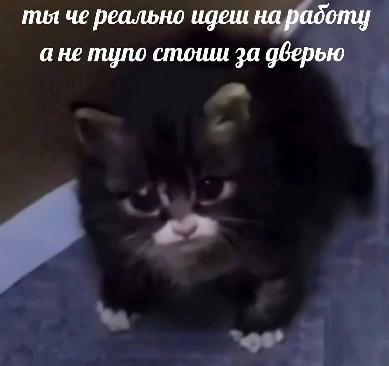 пил че реально идеш на радоту ане тупо стоши за дверью
