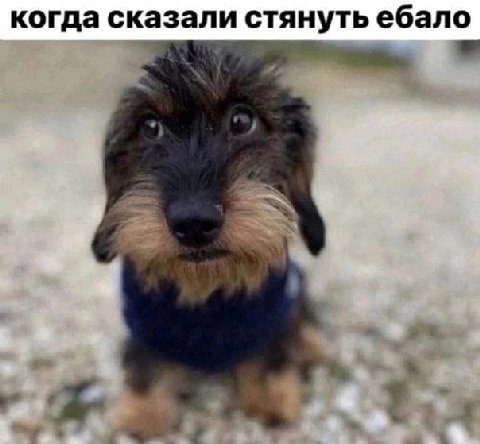 когда сказали стянуть ебало