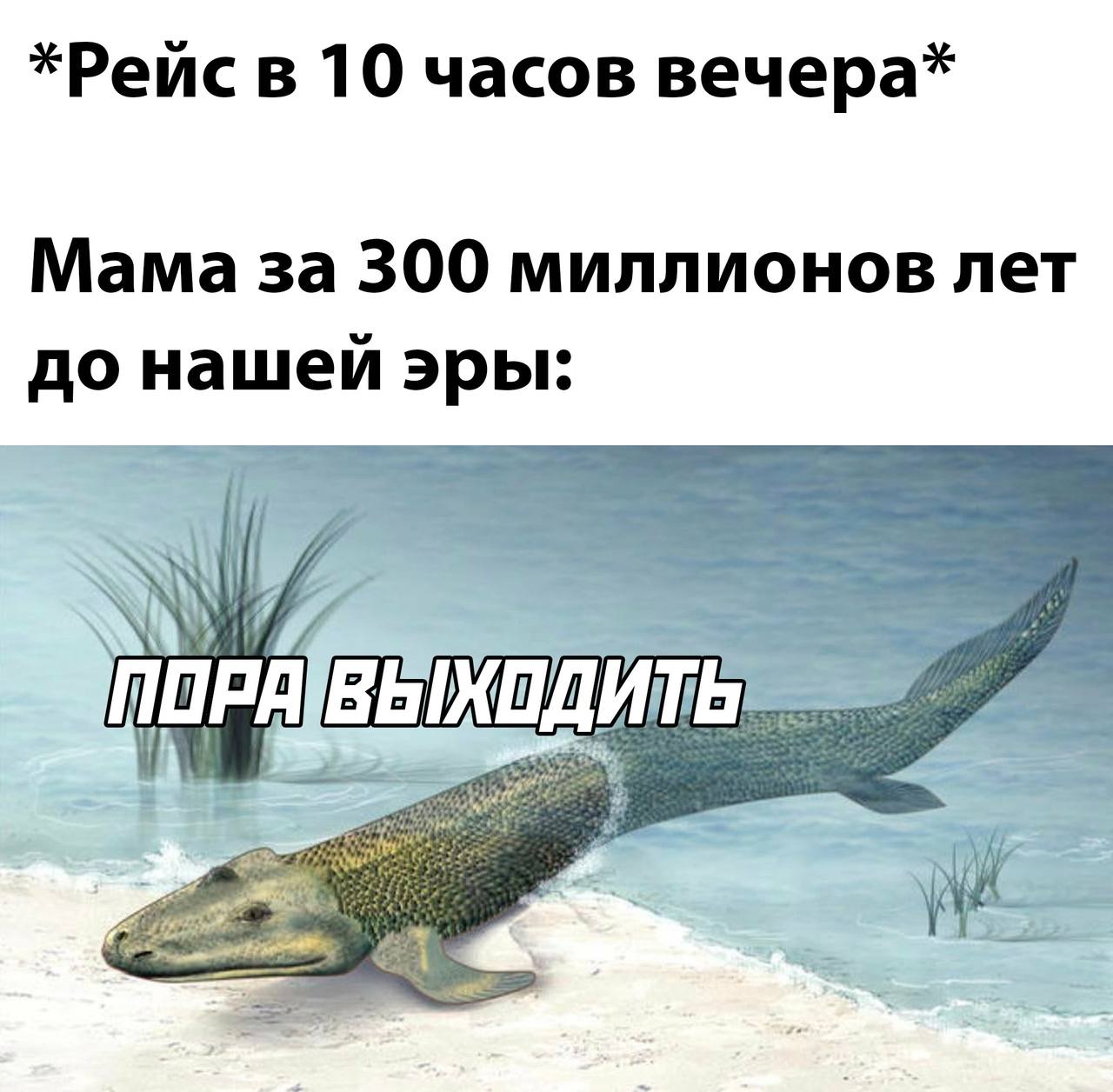 *Рейс в 10 часов вечера* Мама за 300 миллионов лет до нашей эры: ТОРА