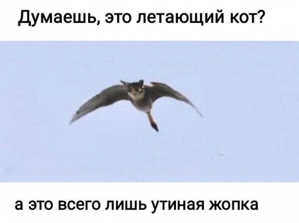 Думаешь, это летающий кот? а это всего лишь утиная жопка