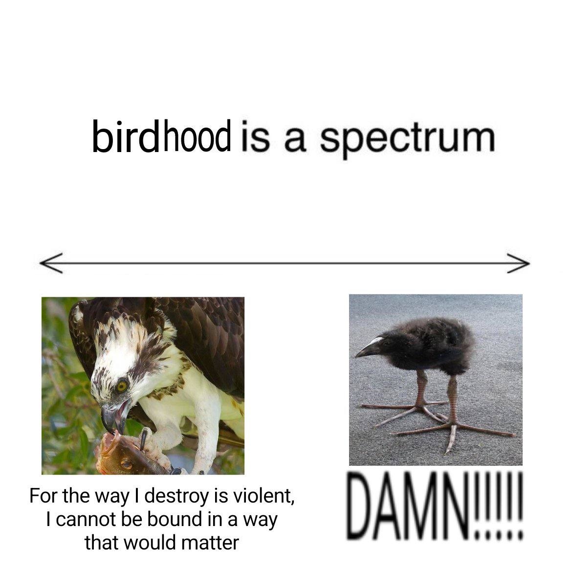 birdhoodis а spectrum For the way is violent, НИИ cannot bound а way that would matter DAMN