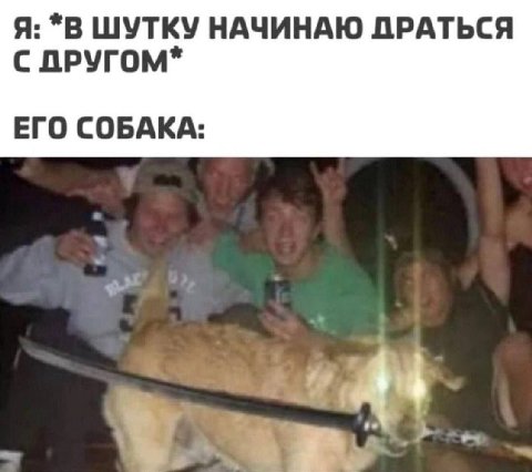 Я: *В ШУТКУ НАЧИНАЮ ПРАТЬСЯ С ПРУГОМ* ЕГО СОБАКА: i}, 44
