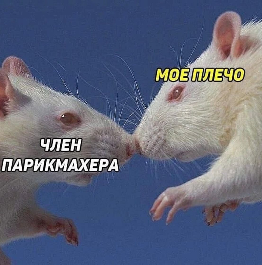 #4 МОЕПЛЕЧО К ЧЛЕН ПАРИКМАХЕРА.
