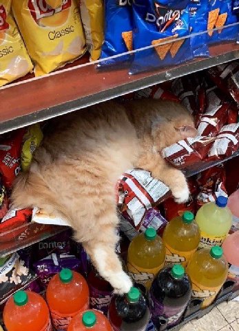 mood