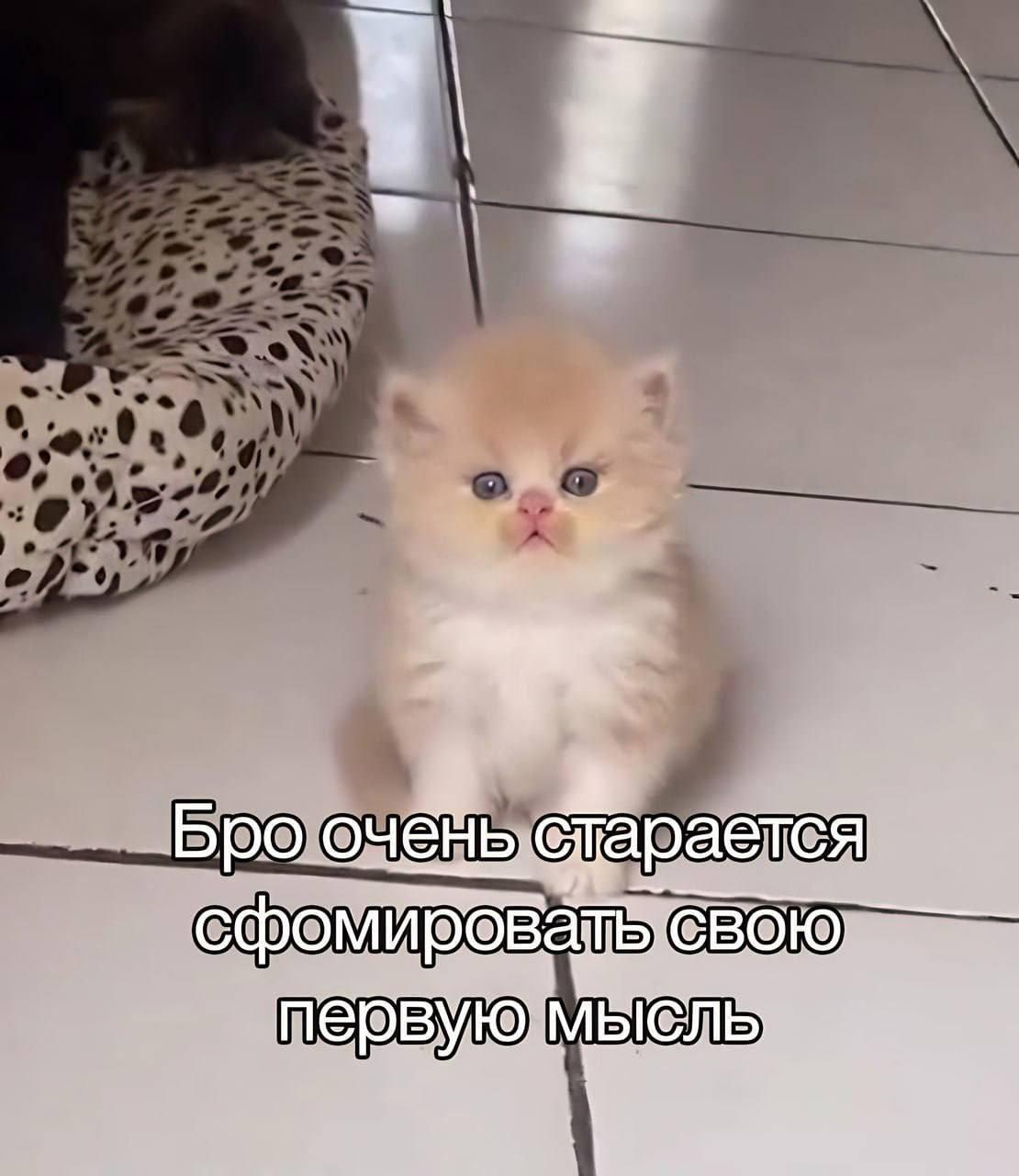 Бро очечь старается свою перв