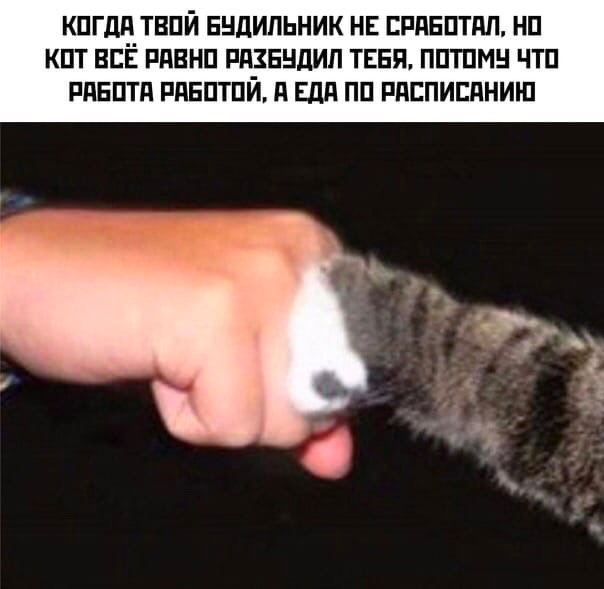 КОГДА ТВОЙ БУДИЛЬНИК НЕ СРАБОТАЛ, НО КОТ ВСЁ РАВНО РАЗБУДИЛ ТЕБЯ, ПОТОМУ ЧТО РАБОТА РАБОТОЙ, А ЕДА ПО РАСПИСАНИЮ