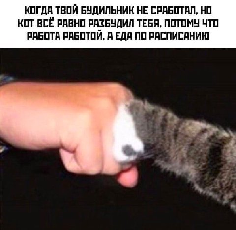 КОГДА ТВОЙ БУДИЛЬНИК НЕ СРАБОТАЛ, НО КОТ ВСЁ РАВНО РАЗБУДИЛ ТЕБЯ, ПОТОМУ ЧТО РАБОТА РАБОТОЙ, А ЕДА ПО РАСПИСАНИЮ
