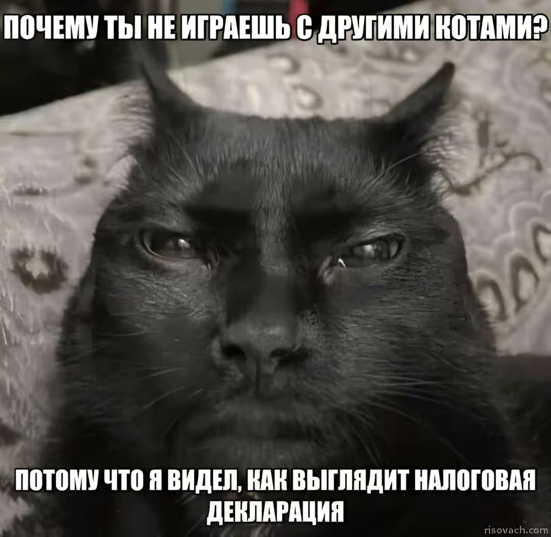 ПОЧЕМУ ТЫ! НЕ ИГРАЕШЬ С ДРУГИМИ КОТАМИ? ПОТОМУ ЧТО Я ВИДЕЛ, КАК ВЫГЛЯДИТ НАЛОГОВАЯ ДЕКЛАРАЦИЯ