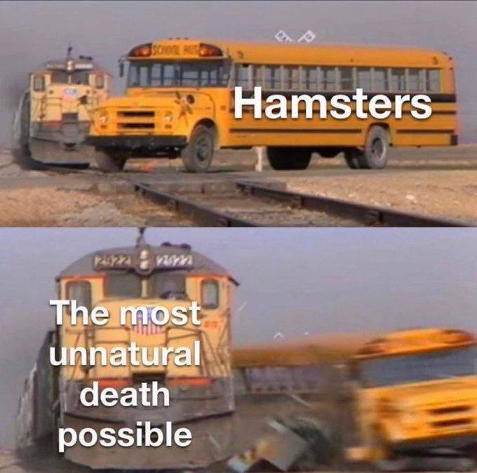 Hamsters The most unnatural death possible