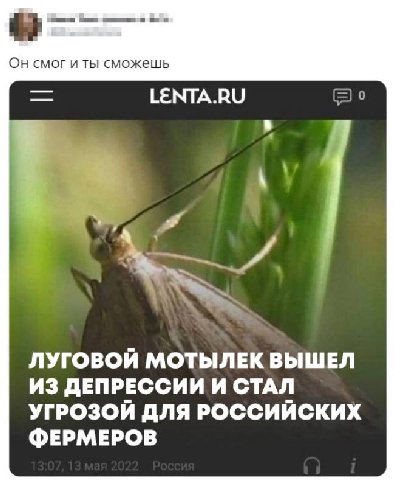 Он смог и ты сможешь LENTA.RU о ЛУГОВОЙ МОТЫЛЕК ВЫШЕЛ ИЗ ДЕПРЕССИИ И СТАЛ УГРОЗОЙ ДЛЯ РОССИЙСКИХ ФЕРМЕРОВ