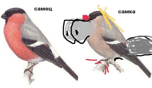 самец самка У At a