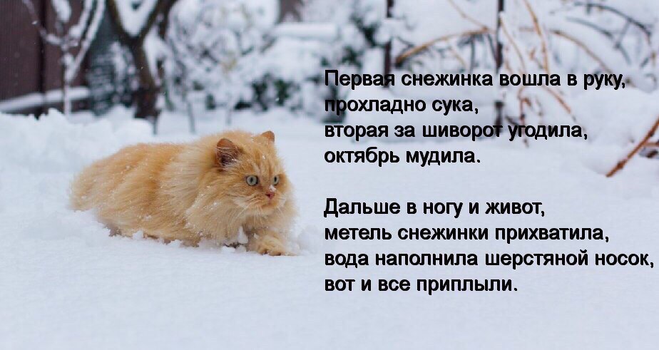 у 7 a я 2. ервая снежинка вошла в охладно сука, a вторая за шивор Yronuna, октябрь мудила. Дальше в ногу и живот, метель снежинки прихватила, вода наполнила шерстяной носок, вот и все приплыли.
