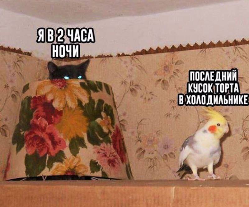 2 ЧАСА НОЧИ ПОСЛЕДНИЙ КУСОК ТОРТА В ХОЛОДИЛЬНИКЕ