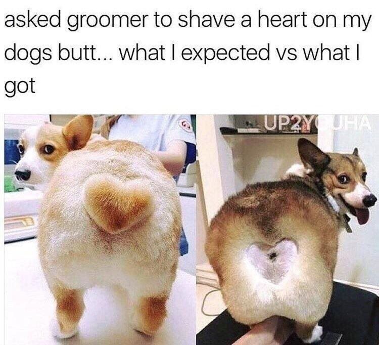 asked groomer to shave а heart my dogs butt... what expected what got We.