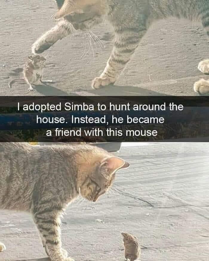 adopted Simba to hunt around the house. Instead, he became a friend with this mouse pet we -а
