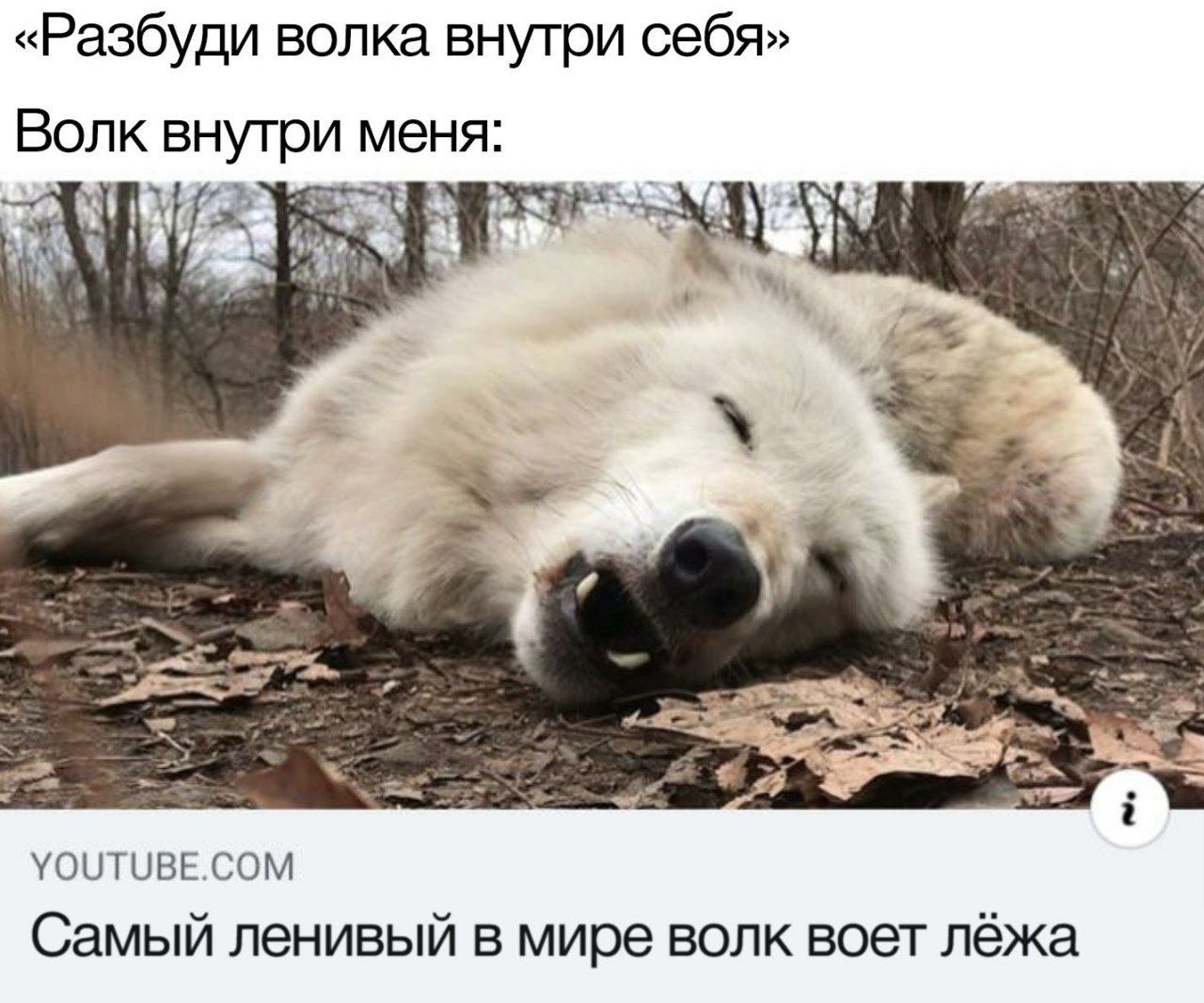 «Разбуди волка внутри себя» Волк внутри меня: к 4 29-4 “a YOUTUBE.COM Самый ленивый в мире волк воет лёжа