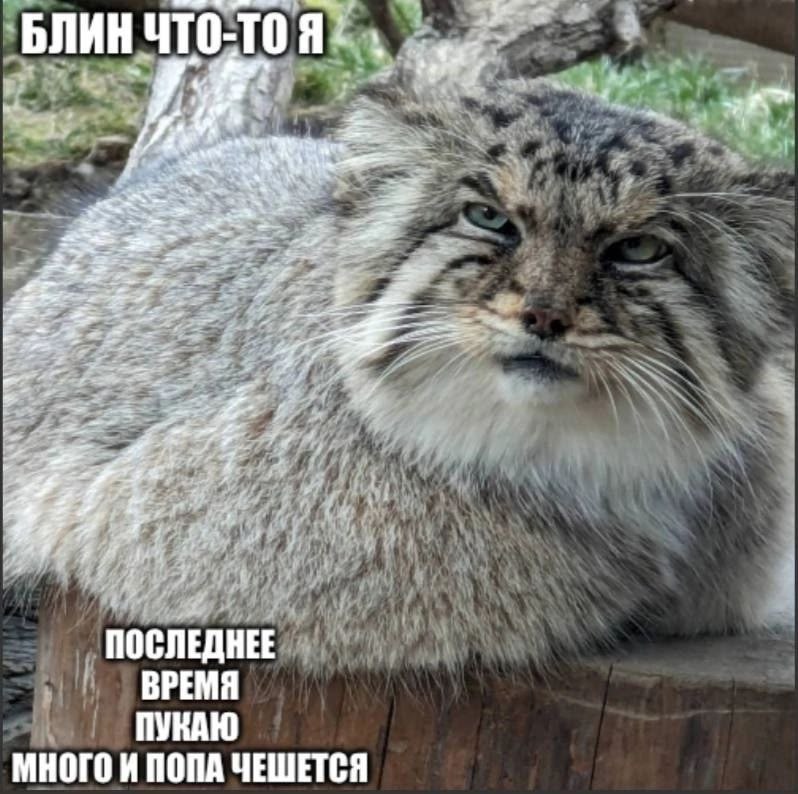 БЛИН 1 a ПОСЛЕДНЕЕ ВРЕМЯ ПУКАЮ МНОГО И ПОПА ЧЕШЕТСЯ