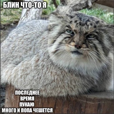 БЛИН 1 a ПОСЛЕДНЕЕ ВРЕМЯ ПУКАЮ МНОГО И ПОПА ЧЕШЕТСЯ