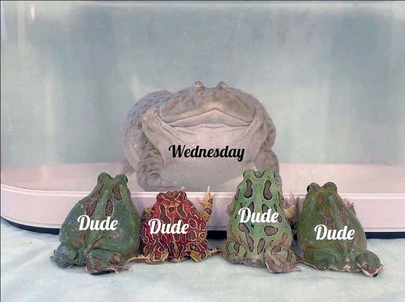 4 Wednesday ude. Dude