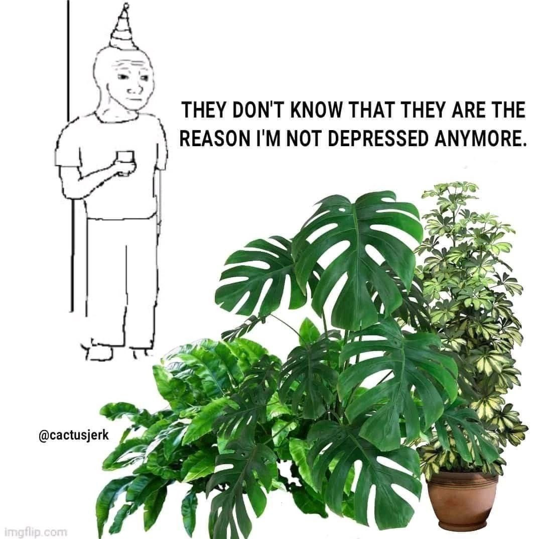 THEY DON'T KNOW THAT THEY ARE THE REASON NOT DEPRESSED ANYMORE. @cactusjerk AS