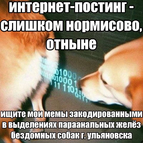интернет-постинг слишком HOPMMCOBO, отныне 11 щите мои мемы И выделени: аанальных желёз бездомных собак!