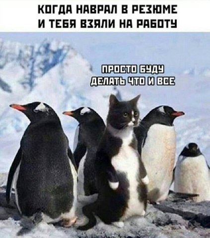 КОГДА НАВРАЛ В РЕЗЮМЕ И ТЕБЯ ВЗЯЛИ НА РАБОТУ Or ПРОСТО у 7 4 2