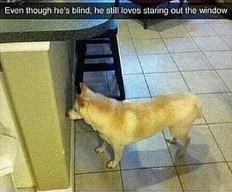 Even though he's blind, he still loves staring out the window 4 is 5